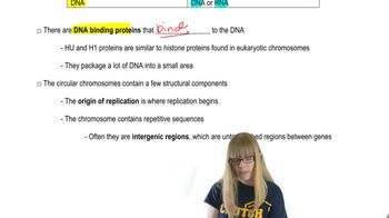Bacteria and Viral Chromosome Structure