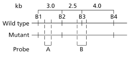 Restriction map showing BamHI sites in wild-type and mutant alleles, with probes A and B indicated.