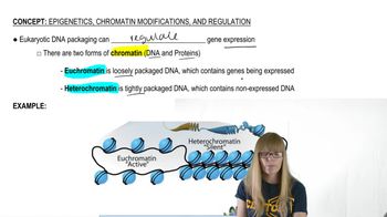 Chromatin