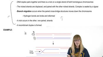Recombination after Single Strand Breaks