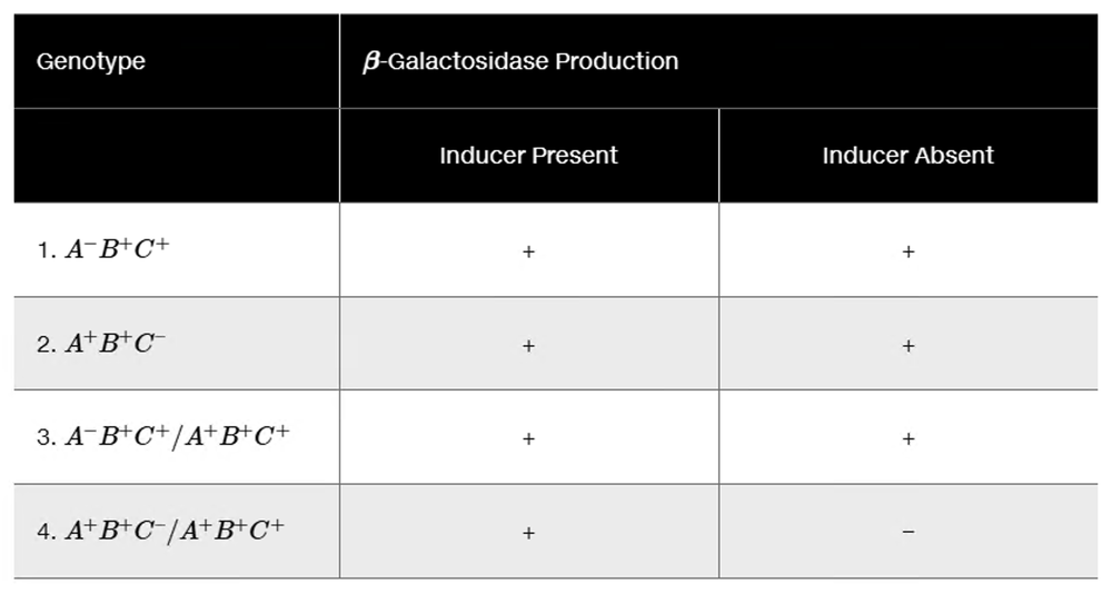 Table displaying genotypes and β-galactosidase production with inducer presence and absence.