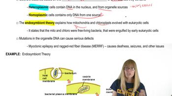 Organelle DNA Characteristics
