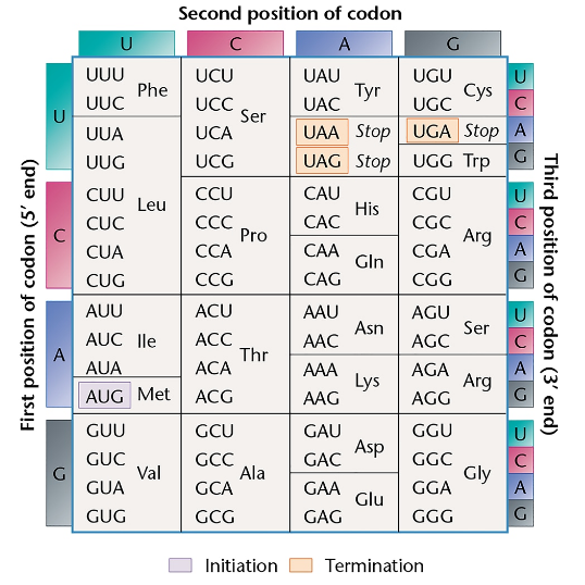 Codon table showing amino acids for each codon, highlighting start codon AUG and stop codons UAA, UAG, UGA.