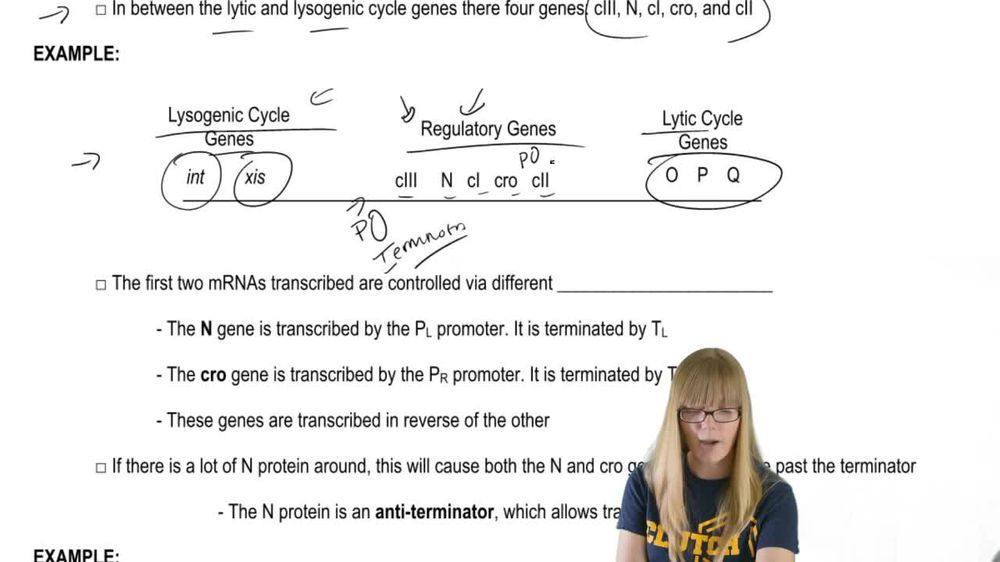 Bacteriophage Regulation