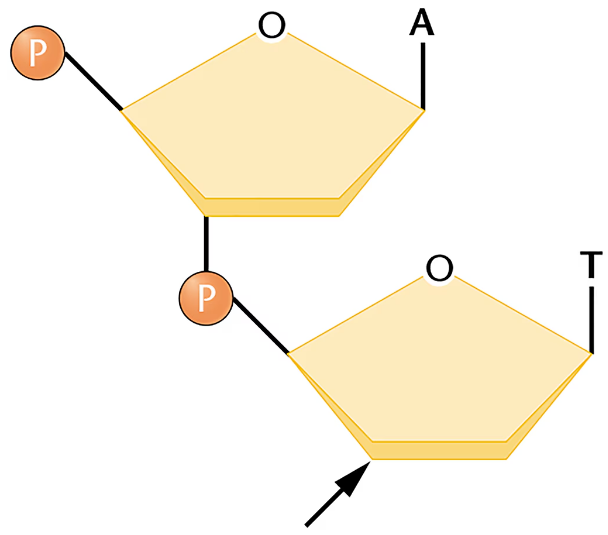 Diagram of a dinucleotide showing two sugar-phosphate units with bases adenine and thymine, and an arrow near the 3' end.