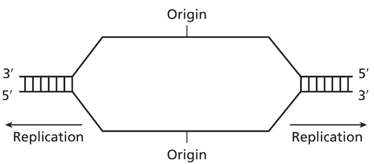 Diagram of DNA replication showing parental strands, daughter strands, polarity, leading and lagging strands, and RNA primers.