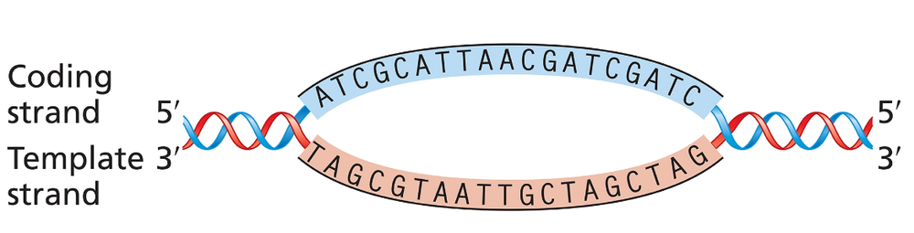 Illustration of DNA transcription showing coding and template strands with labeled sequences.