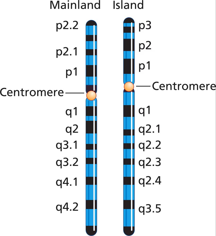 Comparison of chromosome banding patterns between mainland and island deer populations, highlighting recombination in band q1.
