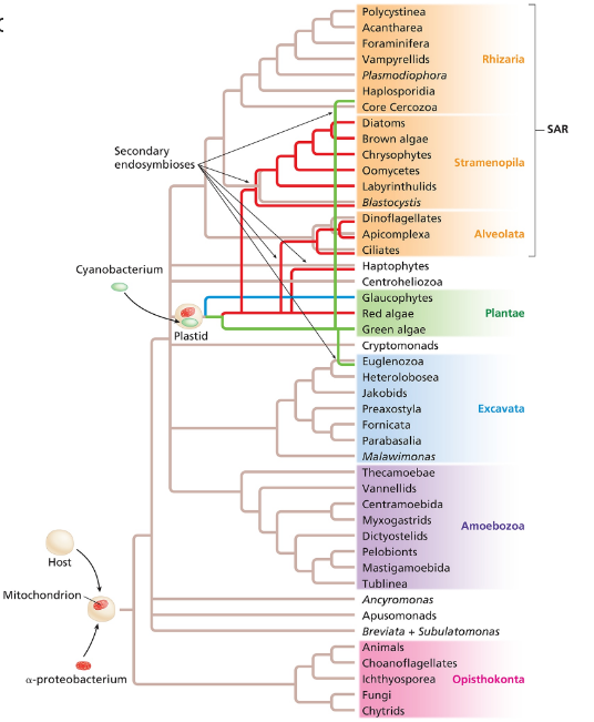 Phylogenetic tree illustrating secondary endosymbiosis origins in brown algae and related organisms.