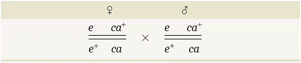 Punnett square showing a cross of linked ebony and claret genes in Drosophila with no male crossing over.