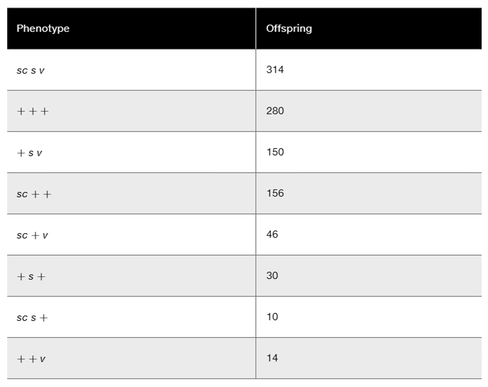 Table showing offspring counts for eight phenotypes with combinations of three X-linked traits in Drosophila, totaling 1000.