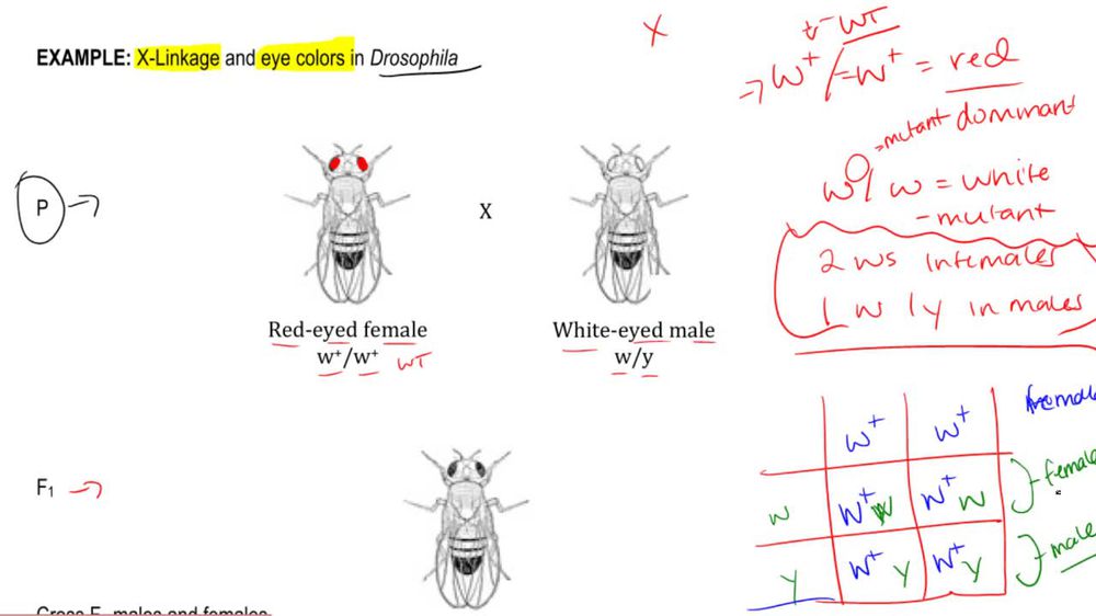 Morgan's Eye Color Fruit Fly Cross