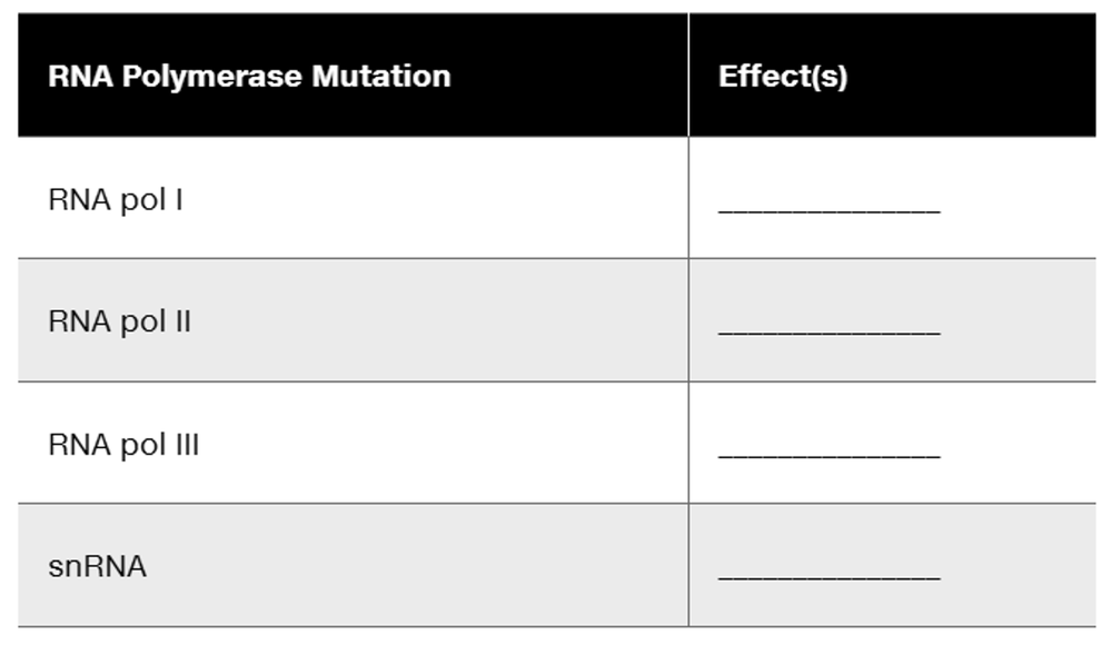 Table displaying RNA polymerase mutations and their potential effects, with blank spaces for user input.