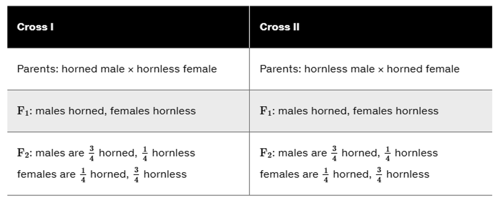 Table showing two cattle crosses with horned and hornless parents and offspring ratios by sex for horn presence.