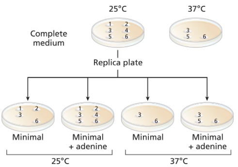 Diagram showing yeast colonies on complete and replica plates at 25°C and 37°C, indicating growth conditions and mutation analysis.