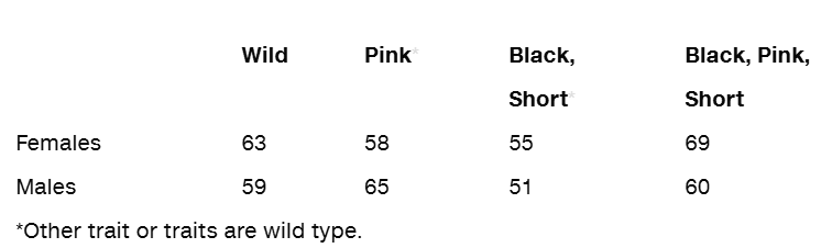 Table showing counts of female and male Drosophila offspring with wild, pink, black short, and black pink short phenotypes.