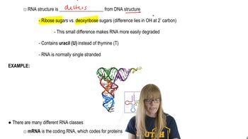 RNA
