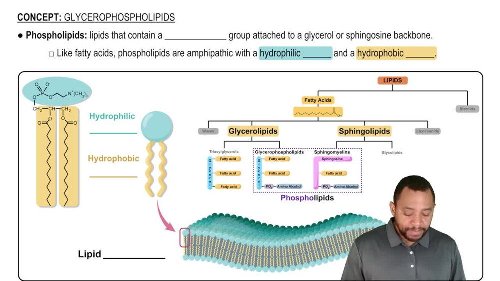 Glycerophospholipids Concept 1