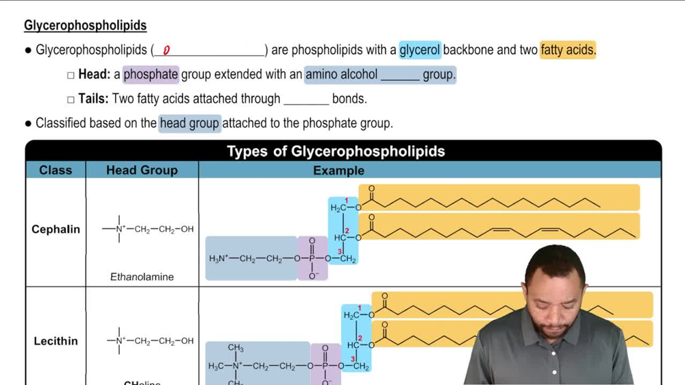 Glycerophospholipids Concept 2