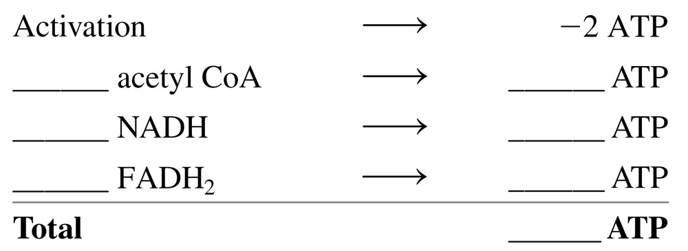 Diagram showing ATP yield calculations for fatty acid metabolism, including activation and products from acetyl CoA, NADH, and FADH2.