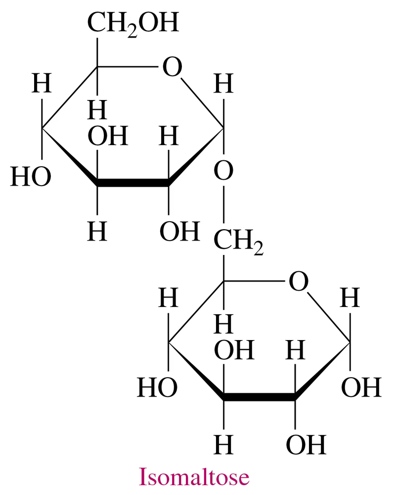 Haworth structure of isomaltose, a disaccharide formed from starch breakdown, labeled below the diagram.