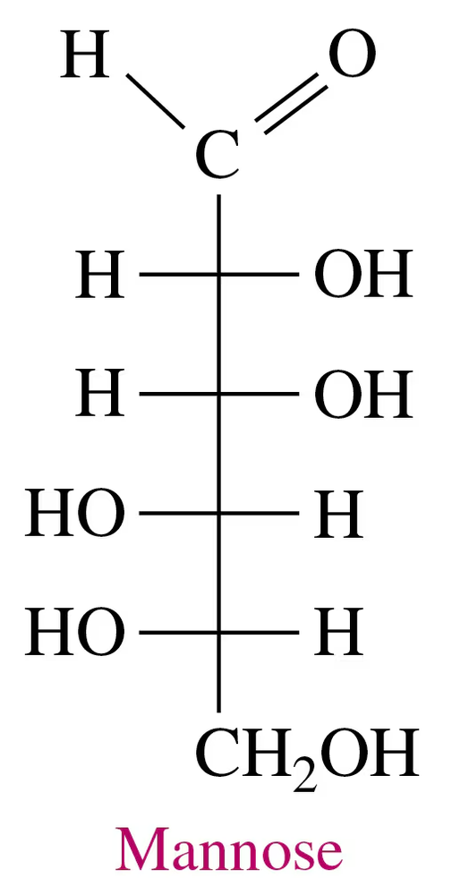 Fischer projection of mannose, showing its structural formula with hydroxyl groups and a carbonyl group.