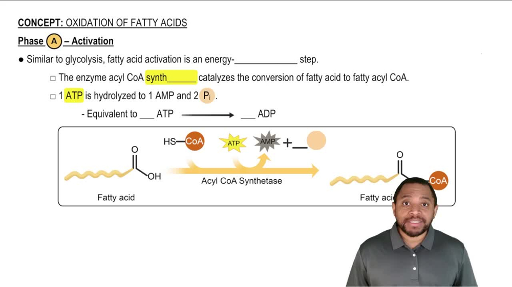 Oxidation of Fatty Acids Concept 1
