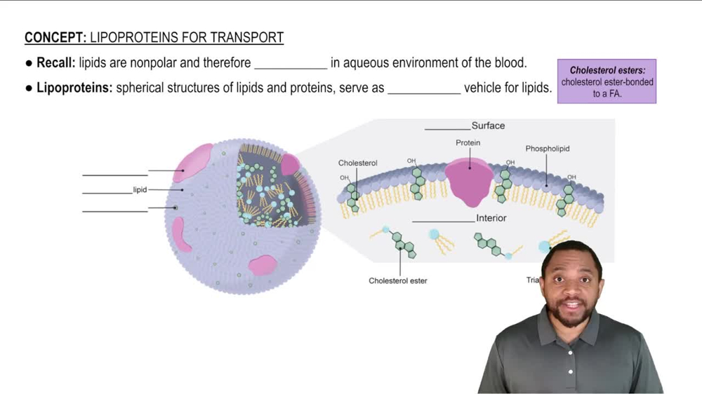 Lipoproteins for Transport Concept 1