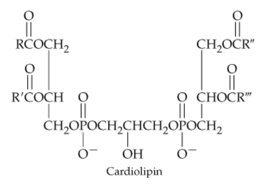 Structural representation of cardiolipin, highlighting its ester bonds and potential products from saponification with NaOH.
