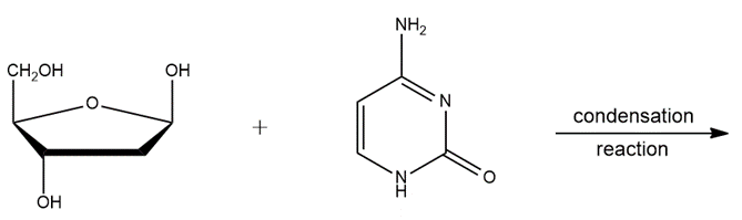 Chemical reaction showing nucleoside and nucleotide formation with reactants and condensation arrow.