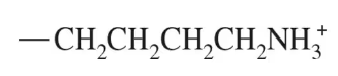 Chemical structure of lysine with a positively charged amino group, relevant to enzyme function in biochemistry.