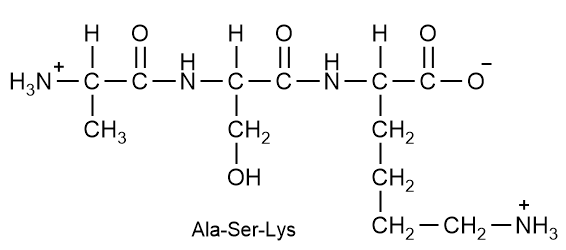 Peptide structure showing amino acids Ala, Ser, Lys.