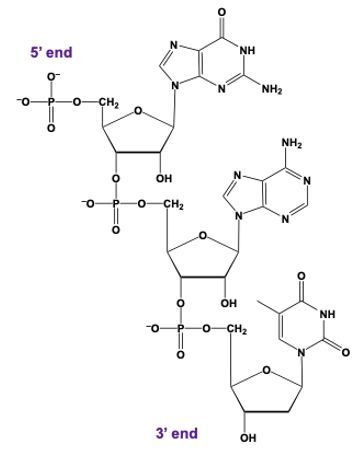 DNA trinucleotide