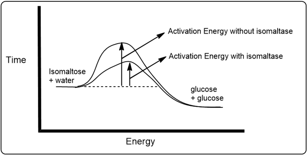 Energy diagram illustrating isomaltose hydrolysis with and without isomaltase.