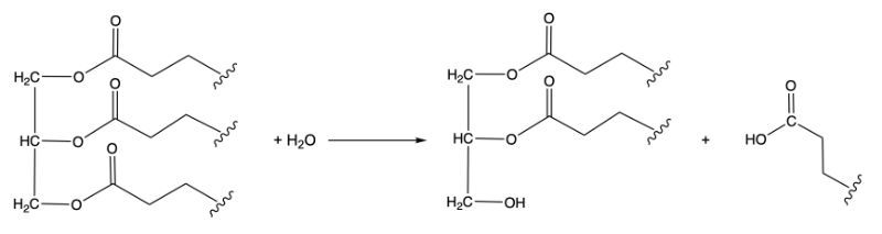 Triglyceride reacting with water