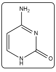 Chemical structure of thymine, a nitrogenous base in DNA.