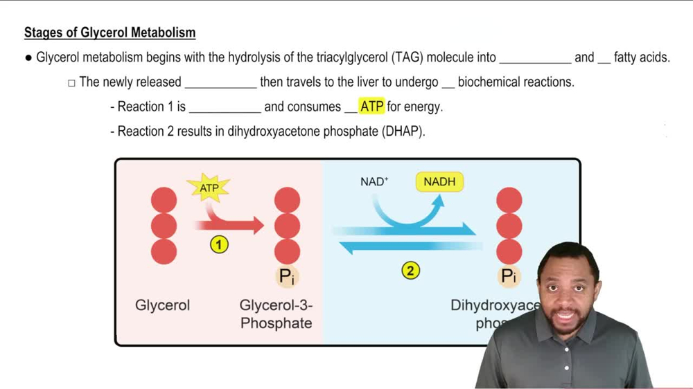 Glycerol Metabolism Concept 2