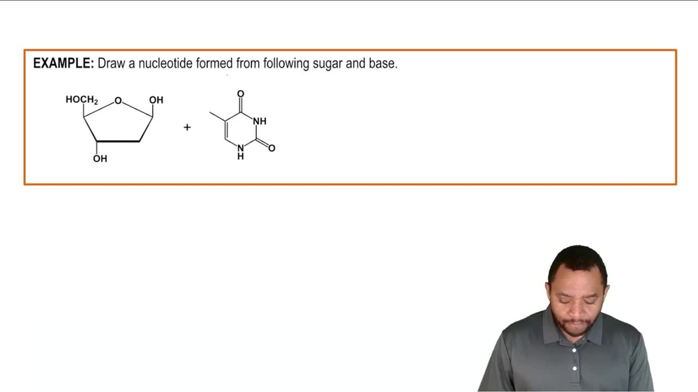 Nucleoside and Nucleotide Formation Example 1