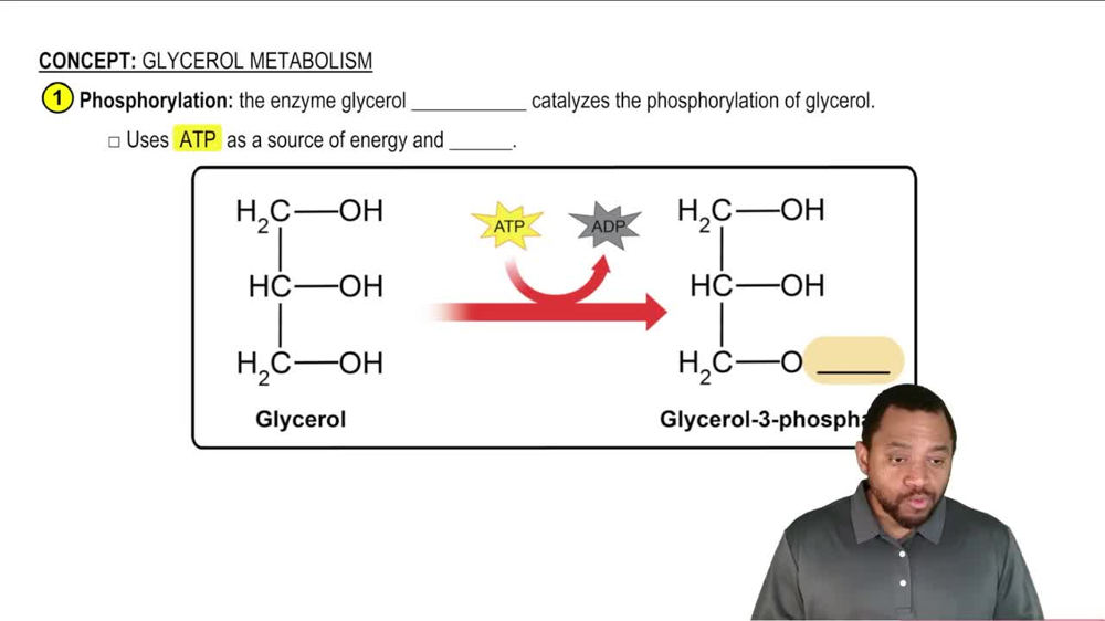 Glycerol Metabolism Concept 3