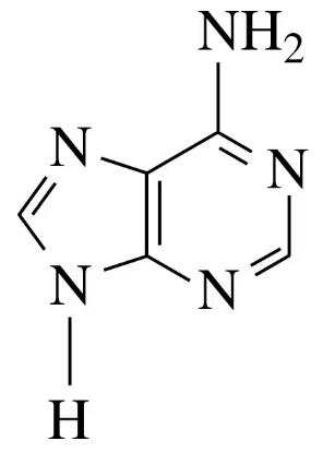 Chemical structure of adenine, a purine nitrogenous base, showing its molecular components and arrangement.