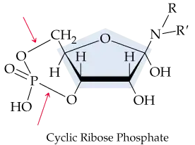 Cyclic ribose phosphate structure with arrows indicating phosphate linkage to ribose, highlighted in blue.