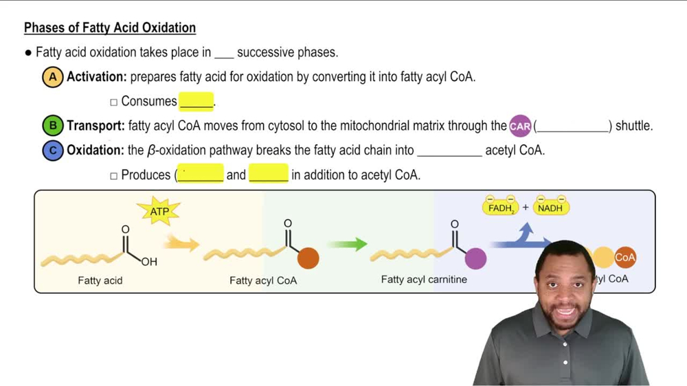 Intro to Fatty Acid Oxidation Concept 2