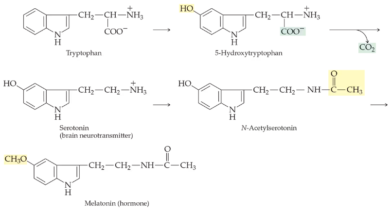 Chemical reaction diagram showing the conversion of tryptophan to serotonin and melatonin, highlighting enzyme-catalyzed steps.