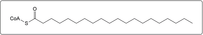 Activated arachidic acid (20:0) structure for β-oxidation, showing CoA attachment.