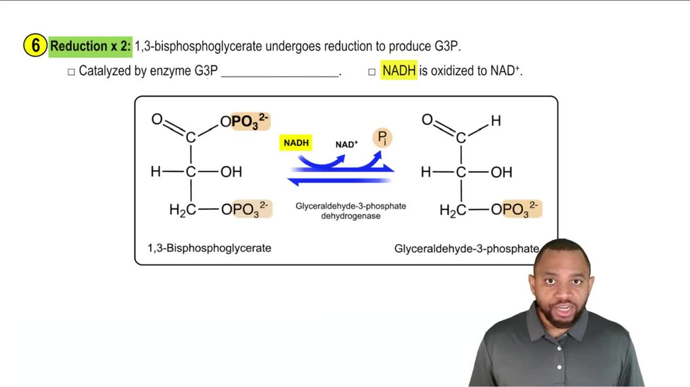 Gluconeogenesis Concept 7