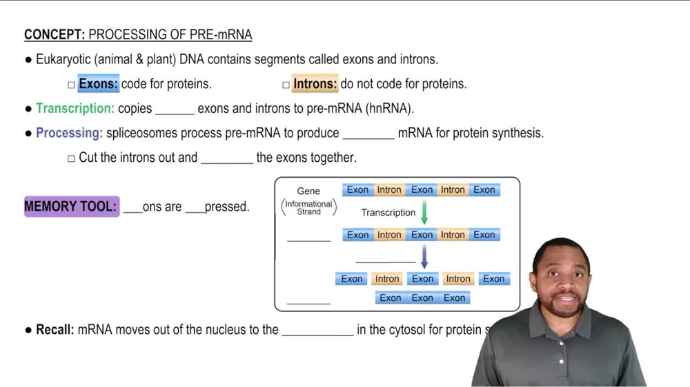 Processing of Pre-mRNA Concept 1