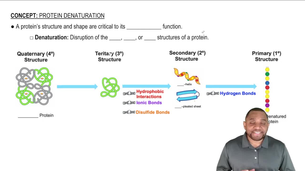 Protein Denaturation Concept 1