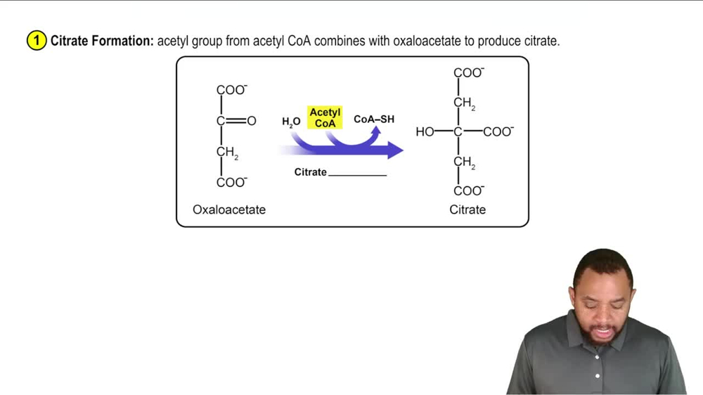 Phase A - Citrate Formation Concept 2
