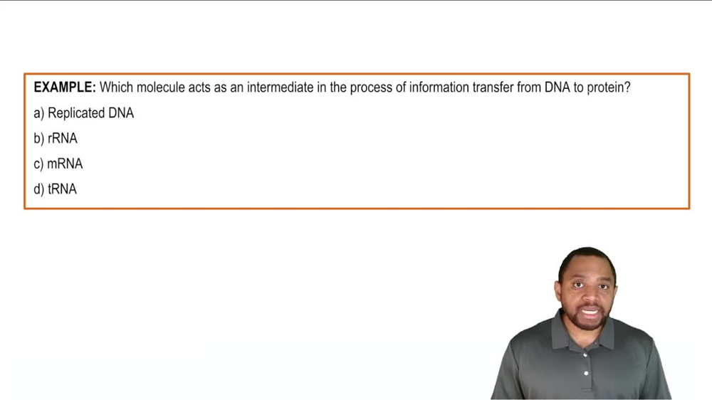 Overview of Protein Synthesis Example 1