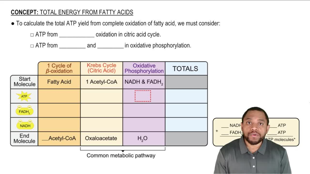Total Energy from Fatty Acids Concept 1